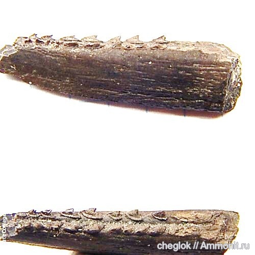 юра, позвоночные, химеры, Chimaeriformes, ихтиодорулиты, Jurassic