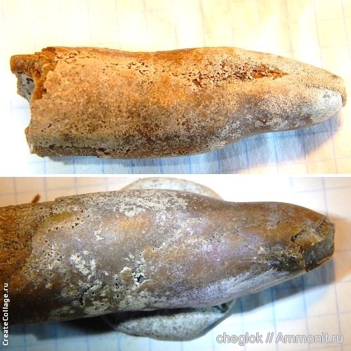 белемниты, юра, прижизненные повреждения, Jurassic, belemnites