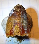 зуб крокодила из Марокко