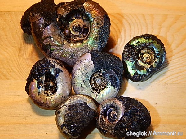 аммониты, юра, Kachpurites, Ammonites, Volgian, Jurassic