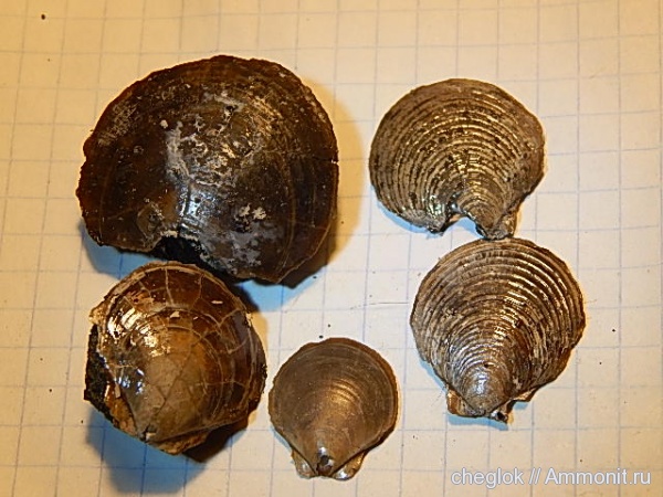 юра, Entolium erraticum, Entolium numulare, Jurassic