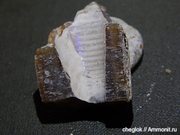 белемниты, юра, фрагмоконы, Jurassic, belemnites, phragmocones