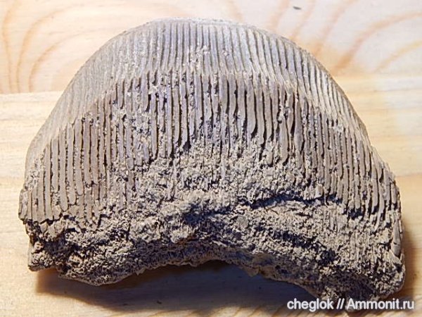 палеоген, Казахстан, Мангышлак, Myliobatis, зубы скатов