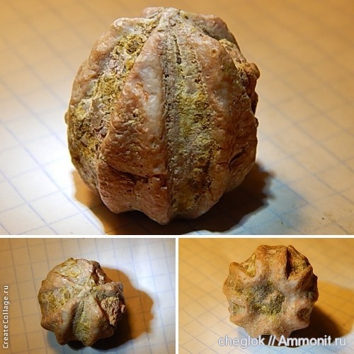 пермь, бластоидеи, Индонезия, Deltoblastus, Schizoblastus batheri, Permian