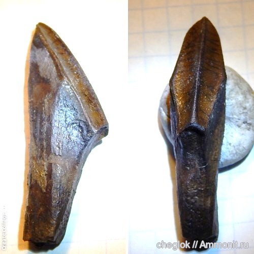 мел, США, Дакота, зубы динозавров, Cretaceous