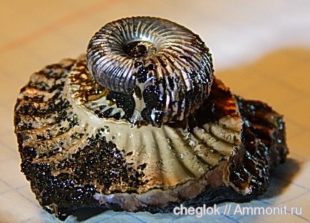 аммониты, юра, Фили, Ammonites, Jurassic