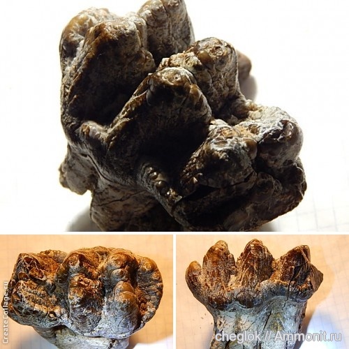 США, мастодонты, кайнозой