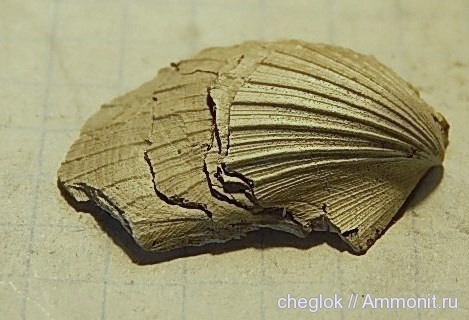 юра, Фили, двустворчатые моллюски, Oxytoma, Jurassic