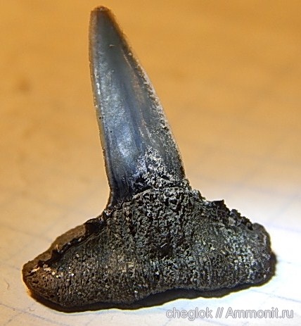 юра, Фили, Sphenodus, зубы акул, Jurassic, shark teeth
