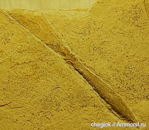 белемниты, юра, Jurassic, belemnites