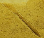 белемнит с отпечатками мягких тканей