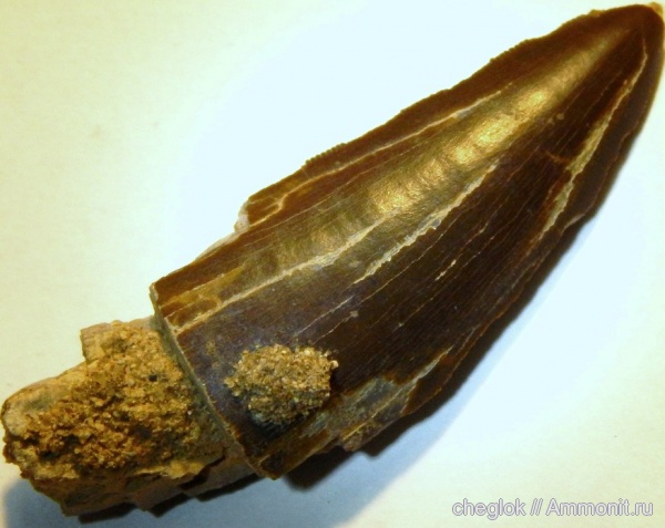 динозавры, мел, тероподы, Узбекистан, зубы рептилий, зубы динозавров, Cretaceous