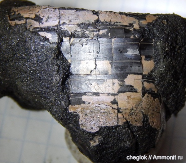 юра, Фили, беспозвоночные, Jurassic