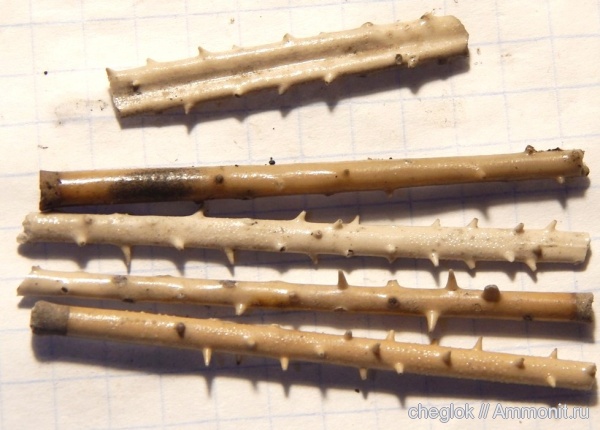 морские ежи, иглокожие, юра, Фили, Rhabdocidaris spinigera, иглы морских ежей, Jurassic