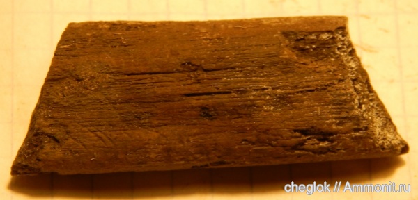 рептилии, юра, Еганово, морские рептилии, Jurassic