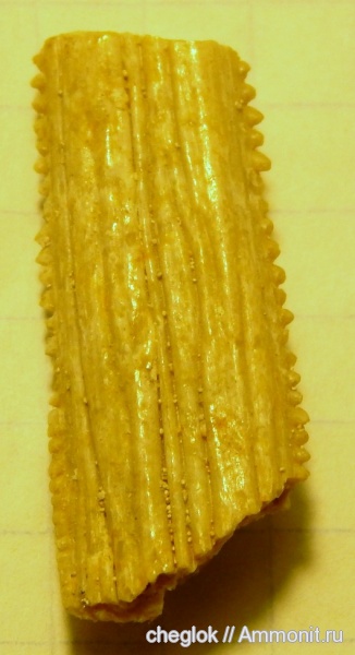 мел, рыбы, Марокко, ихтиодорулиты, Cretaceous, fish