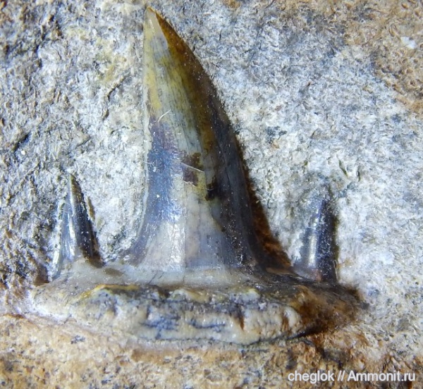 пермь, Свердловская область, Ctenacanthiformes, артинский ярус, зубы рыб, Permian, fish teeth