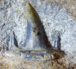 пермский Ctenacanthiformes