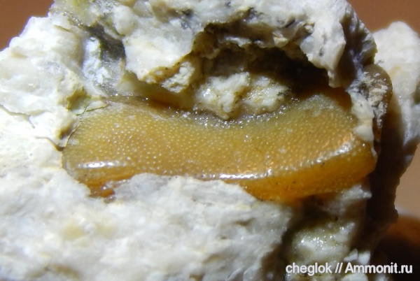 карбон, Цемгигант, рыбы, зубы рыб, Lagarodus specularis, fish, fish teeth