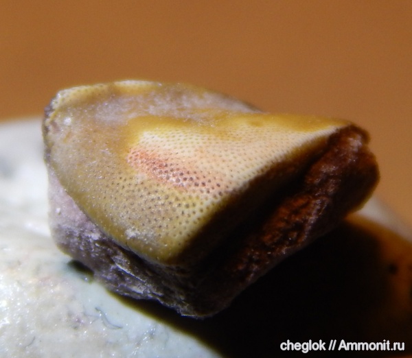 карбон, Цемгигант, рыбы, зубы рыб, Deltoptychius, fish, fish teeth