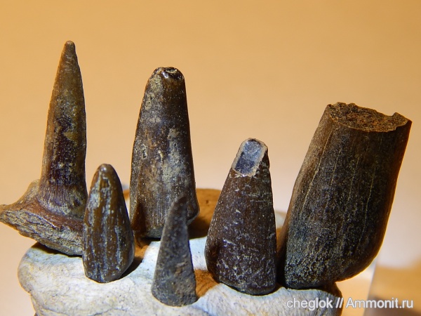 мел, сеноман, Саратовская область, зубы рыб, костистые рыбы, Александровка, Cenomanian, Cretaceous, fish teeth