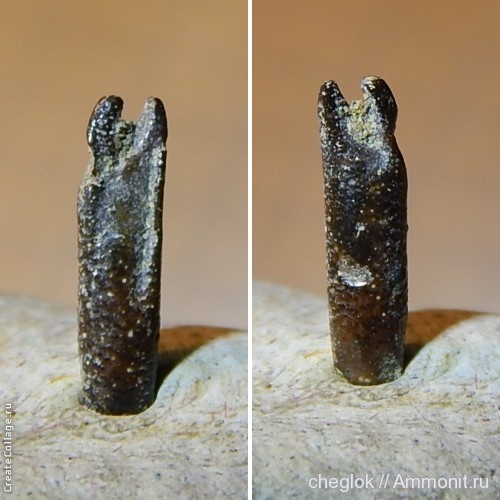 мел, ракообразные, сеноман, Саратовская область, Александровка, Cenomanian, Cretaceous