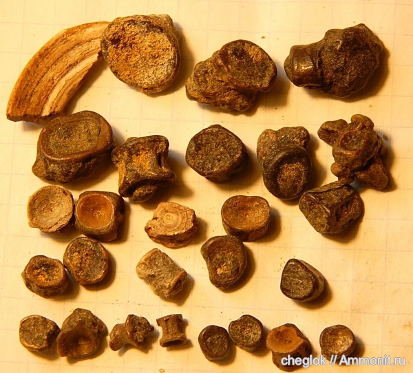 рыбы, сеноман, позвонки, Саратовская область, Александровка, Cenomanian, fish