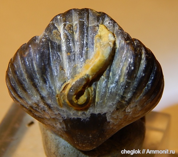 брахиоподы, Марокко