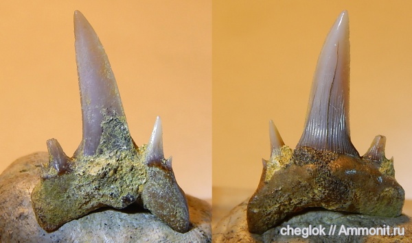 акулы, зубы акул, Саратовская область, кампан, Карякино, Scapanorhynchus perssoni, Campanian, shark teeth, sharks