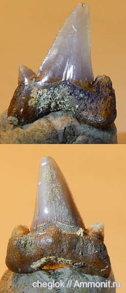 акулы, зубы акул, Саратовская область, кампан, Карякино, Campanian, shark teeth, sharks