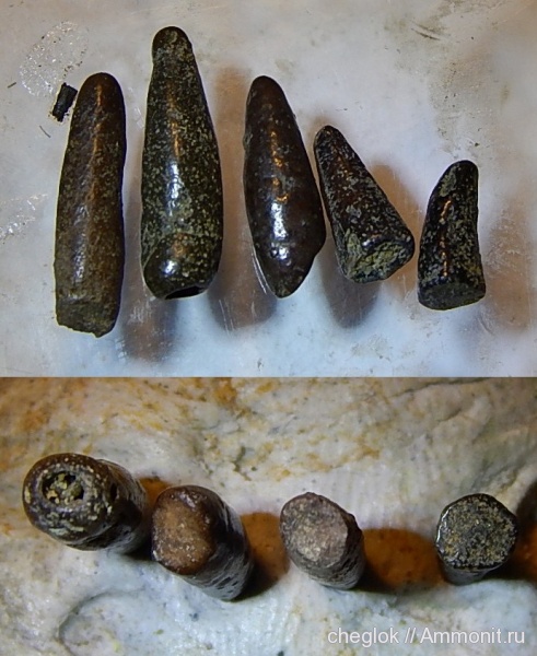 сеноман, Саратовская область, зубы позвоночных, Александровка, Cenomanian