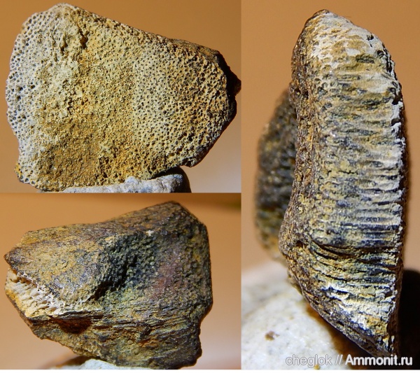 мел, химеры, сеноман, Саратовская область, зубы рыб, Edaphodon, Александровка, Cenomanian, Cretaceous, fish teeth