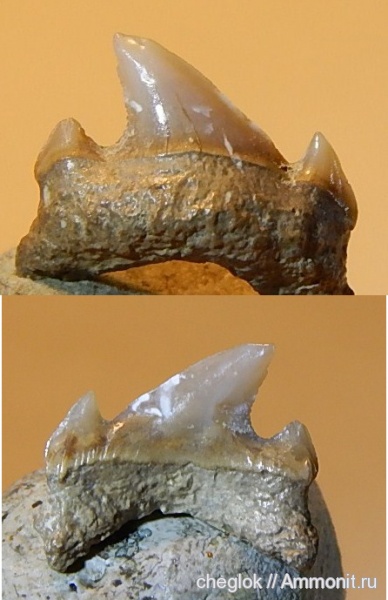 акулы, зубы акул, Саратовская область, Archaeolamna, Карякино, shark teeth, sharks