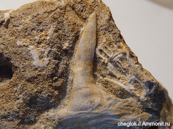 палеоген, позвоночные, Марокко, зубы рыб, fish teeth