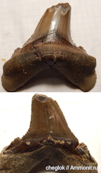 акулы, Казахстан, зубы акул, Мангышлак, Otodus poseidoni, shark teeth, sharks