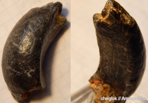 неоген, США, зубы млекопитающих, Калифорния, морские млекопитающие, морские коровы