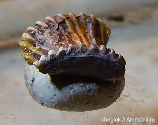 карбон, Цемгигант, рыбы, Solenodus, Solenodus crenulatus, fish