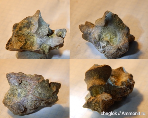 мел, позвоночные, Саратовская область, кампан, Карякино, Campanian, гесперорнис, Hesperornithiformes