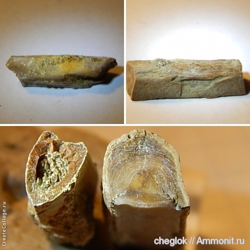 мел, позвоночные, Саратовская область, кампан, Карякино, Campanian, Cretaceous