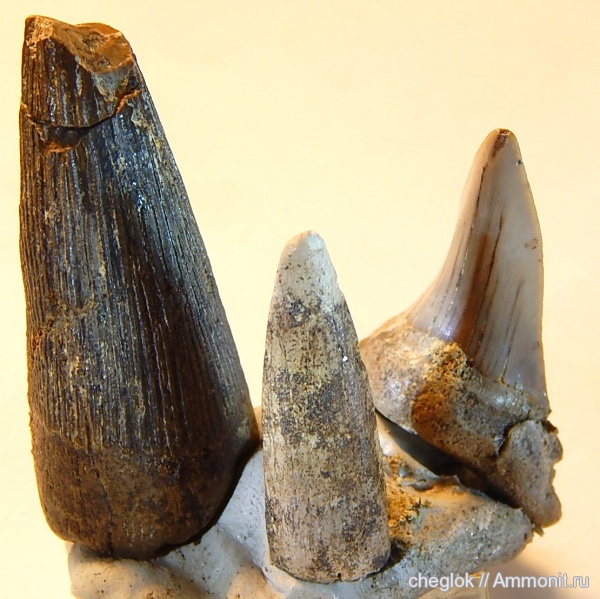 мел, позвоночные, акулы, сеноман, зубы акул, Варавино, зубы рыб, Cenomanian, Cretaceous, fish teeth, shark teeth, sharks