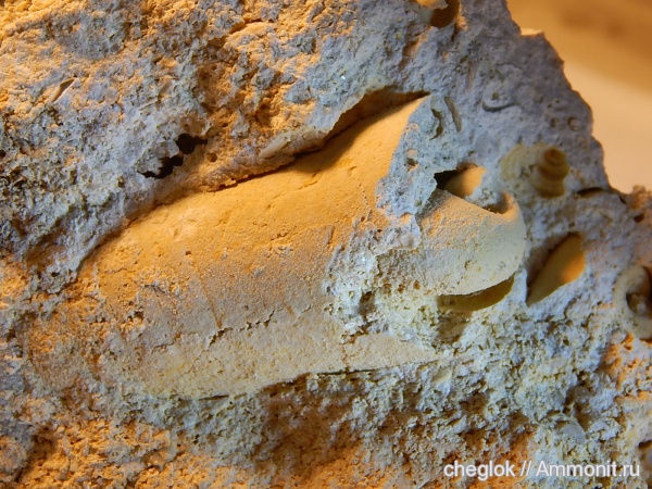 ортоцерасы, карбон, Пески, брюхоногие моллюски