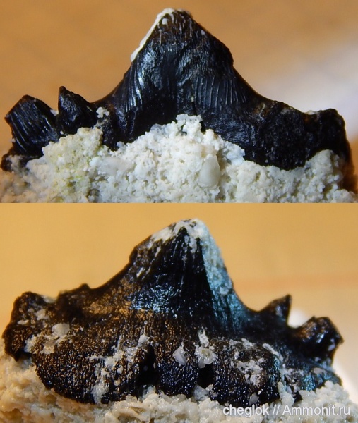 карбон, Пески, Ctenacanthiformes, зубы рыб, Glikmanius occidentalis, fish teeth