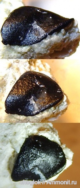 карбон, Пески, зубы рыб, Deltoptychius, fish teeth