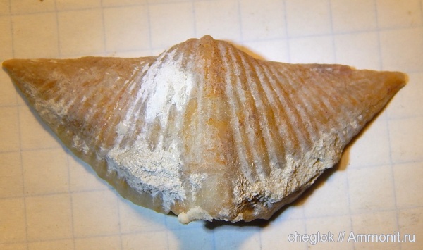 брахиоподы, карбон, Пески, Brachythyrina strangwaysi, Spiriferida