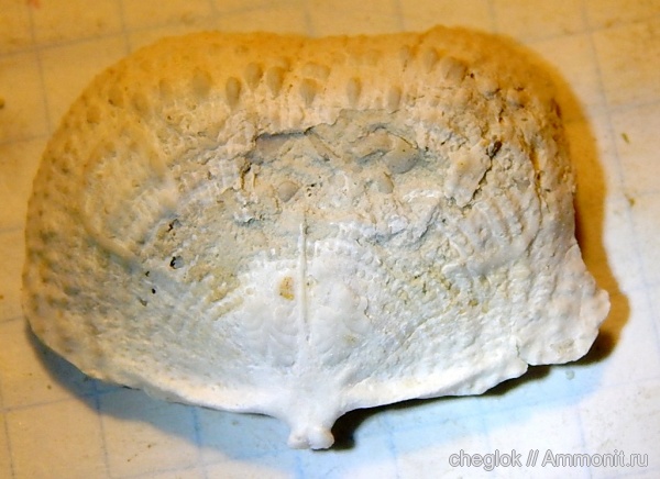 брахиоподы, карбон, Пески, Admoskovia