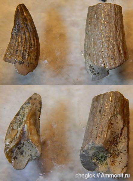 мел, Варавино, зубы рептилий, Cretaceous