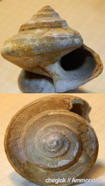 гастроподы, юра, Bathrotomaria, Рязанская область, Никитино, Jurassic