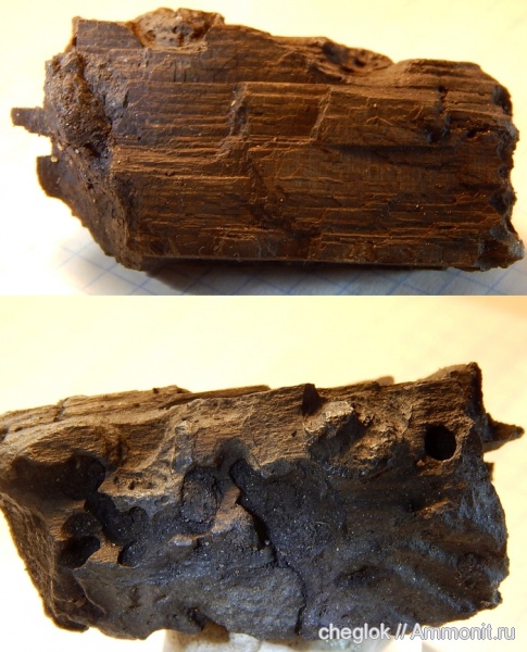 юра, окаменевшее дерево, Измайлово, Jurassic