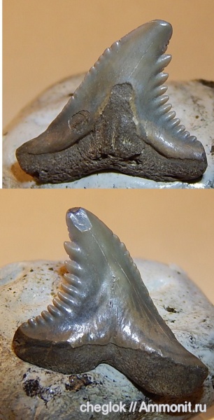 США, миоцен, зубы акул, зубы рыб, Hemipristis, Hemipristis serra, Южная Каролина, fish teeth, shark teeth