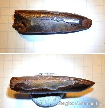 динозавры, мел, США, зауроподы, зубы динозавров, Cretaceous